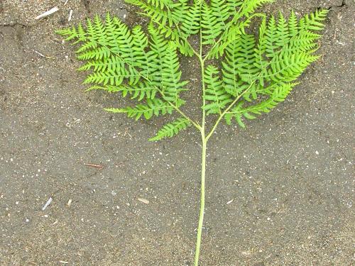 Fougère-aigle (Pteridium aquilinum)_2