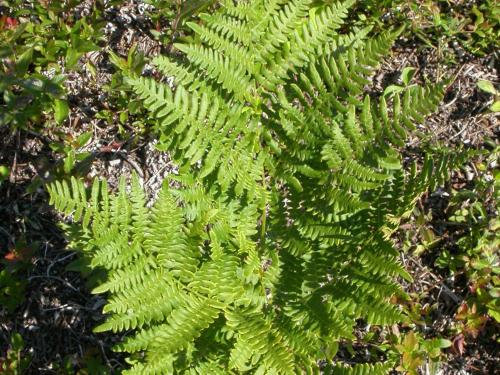 Fougère-aigle (Pteridium aquilinum)_3