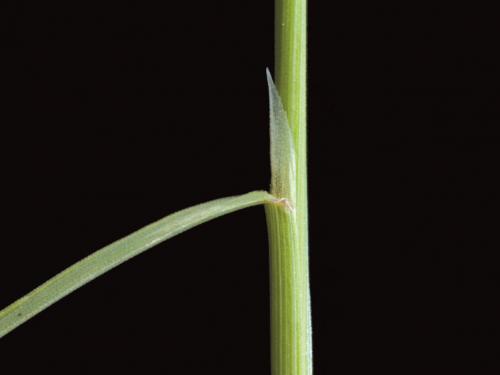 Agrostide scabre(Agrostis scabra)_3