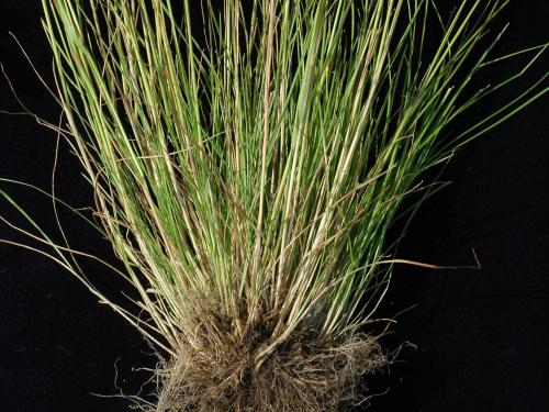 Agrostide scabre(Agrostis scabra)_11