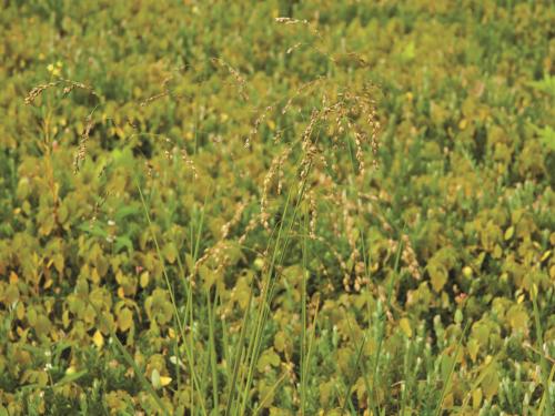 Glycérie Canada (Glyceria canadensis)_5