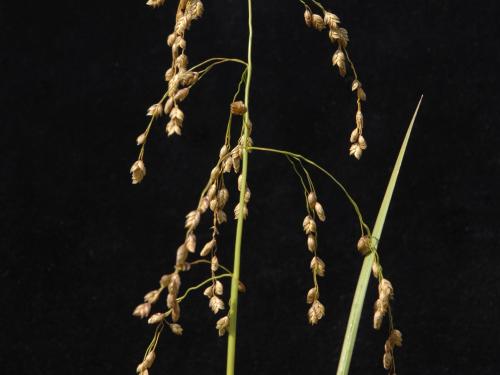 Glycérie Canada (Glyceria canadensis)_6