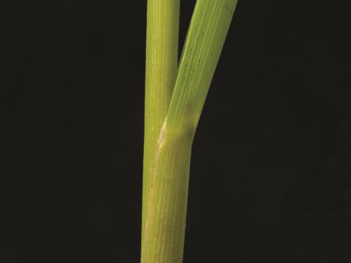 Glycérie Canada (Glyceria canadensis)_8