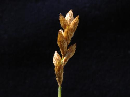 Carex balais(Carex scoparia)_3