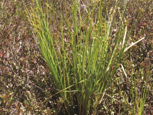 Carex blanchâtre(Carex canescens)_1