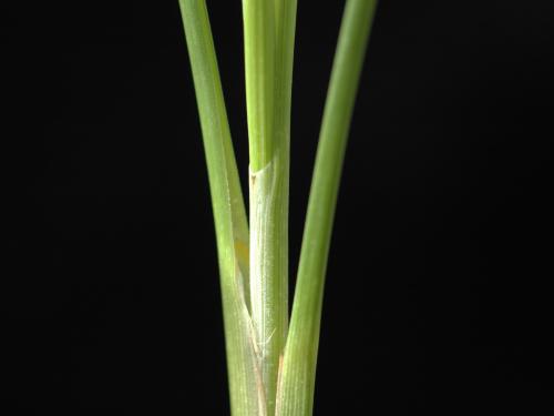 Carex oligosperme(Carex oligosperma)_4