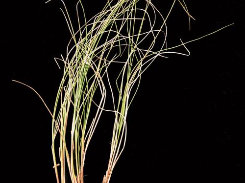 Carex oligosperme(Carex oligosperma)_5