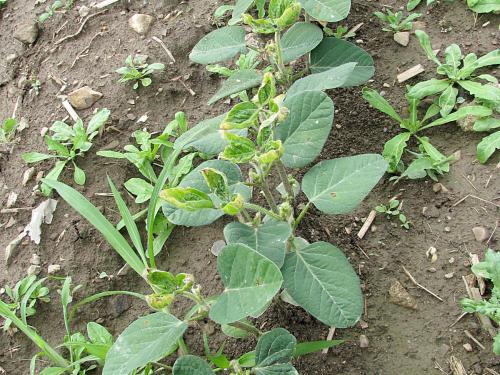 Soya - dicamba (4)_2