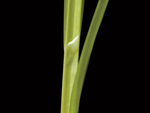 Carex luisant(Carex lurida)_2