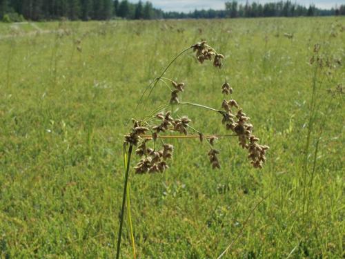 Scirpe ceinture noire (Scirpus atrocinctus)_2