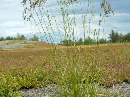 Scirpe ceinture noire (Scirpus atrocinctus)_6