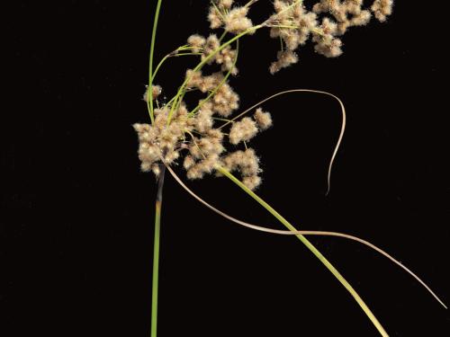 Scirpe souchet (Scirpus cyperinus)_2