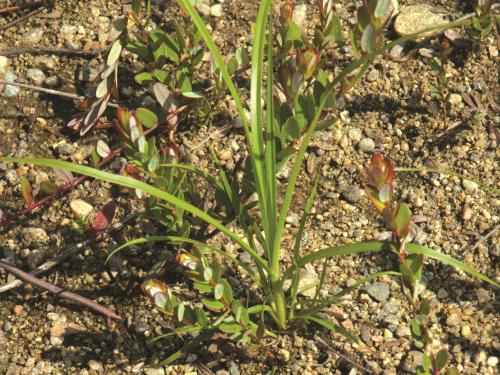 Scirpe souchet (Scirpus cyperinus)_7