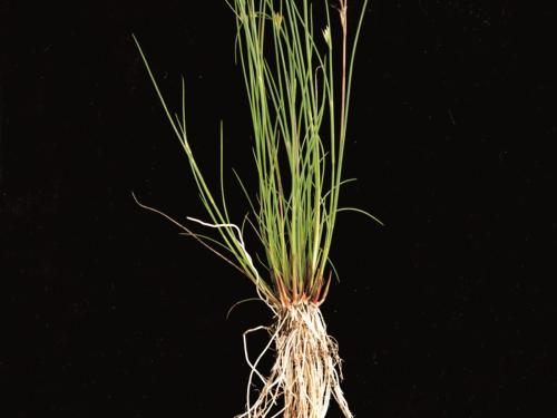 Jonc brévicaudé (Juncus tweetyi)_3