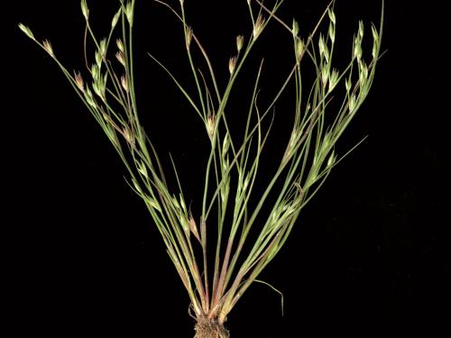 Jonc des crapauds (Juncus bufonius)_1