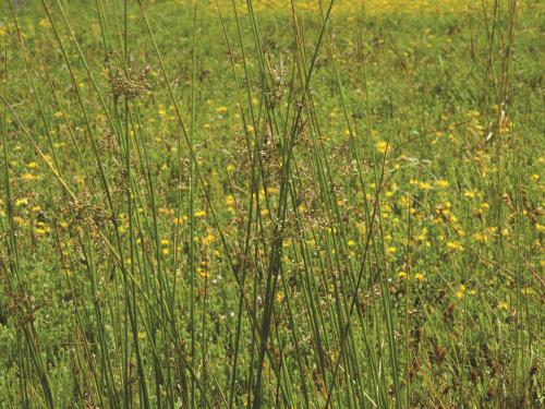 Jonc épars (Juncus effusus)_1