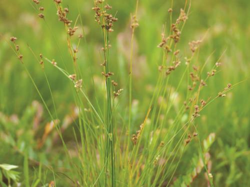 Jonc grêle (Juncus tenuis)_1