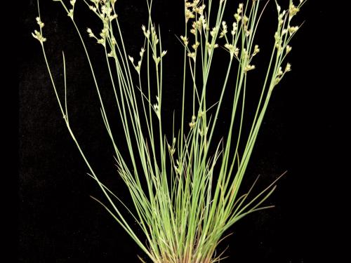 Jonc grêle (Juncus tenuis)_2