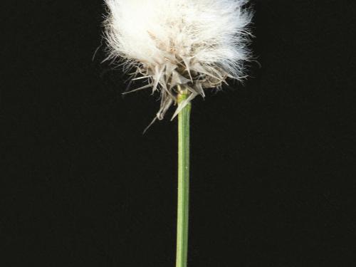 Linaigrette dense (Eriophorum vaginatum subsp. spissum)_3