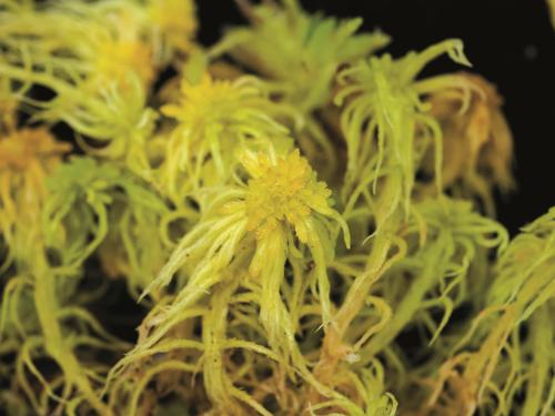 Sphaignes(Sphagnum spp.)_2