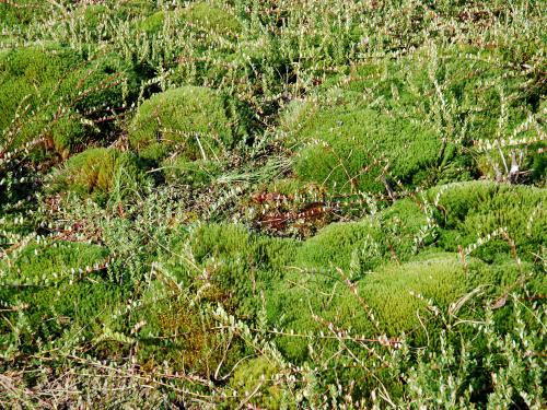 Polytrics (Polytrichum spp.)_1