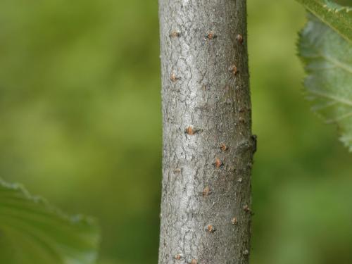 Aulne crispé(Alnus alnobetula)_5