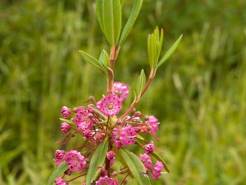 Kalmia feuilles étroites (Kalmia angustifolia)_1