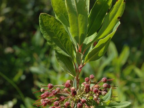 Kalmia feuilles étroites (Kalmia angustifolia)_3