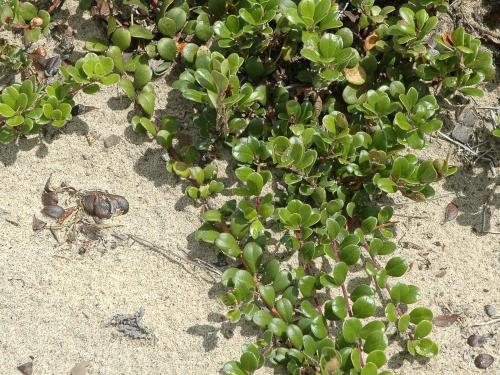 Raisin ours (Arctostaphylos uva-ursi)_1