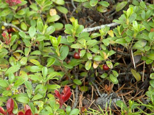 Raisin ours (Arctostaphylos uva-ursi)_3