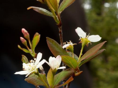 Amélanchier de Bartram(Amelanchier bartramiana)_3