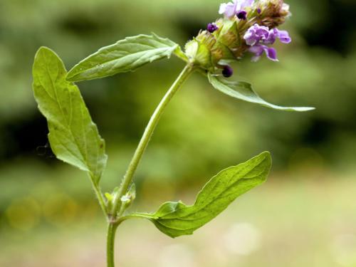 Brunelle vulgaire(Prunella vulgaris)_1