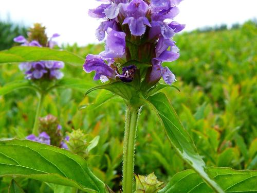 Brunelle vulgaire(Prunella vulgaris)_5