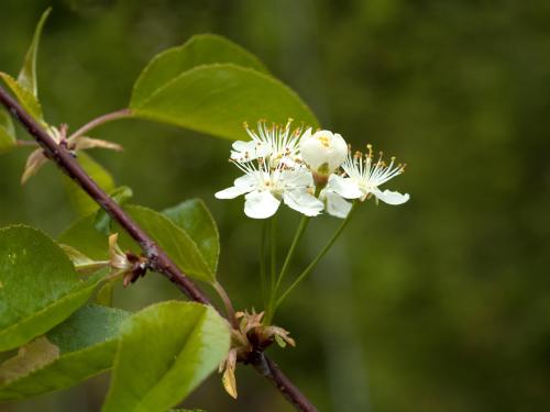 Cerisier Pennsylvanie(Prunus pensylvanica)_2