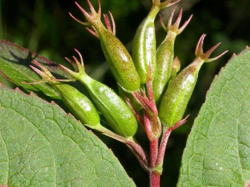 Dièreville chèvrefeuille(Diervilla lonicera)_1