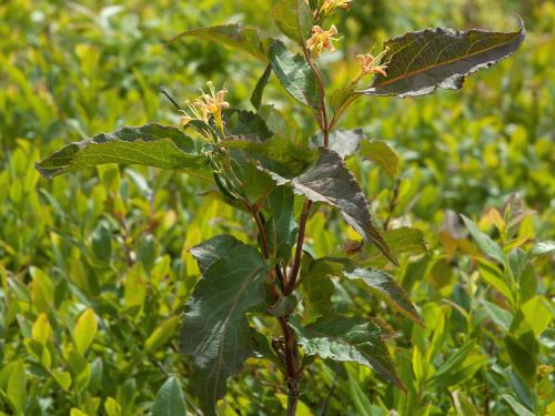 Dièreville chèvrefeuille(Diervilla lonicera)_6