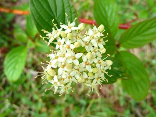 Cornouiller hart-rouge(Cornus sericea)_4