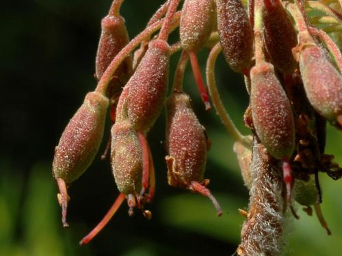 Thé du Labrador(Rhododendron groenlandicum)_7