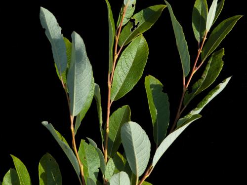 Saule humble (Salix humilis)_2