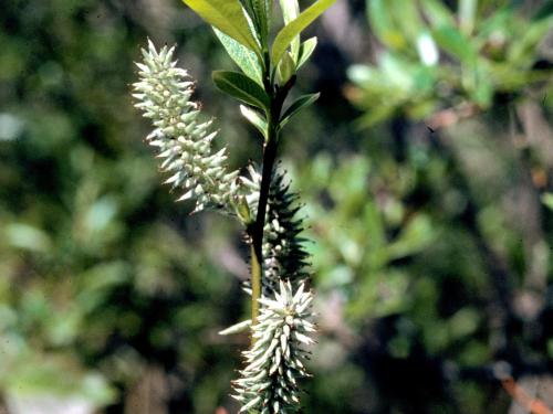 Saule humble (Salix humilis)_4