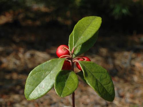 Thé des bois(Gaultheria procumbens)_1