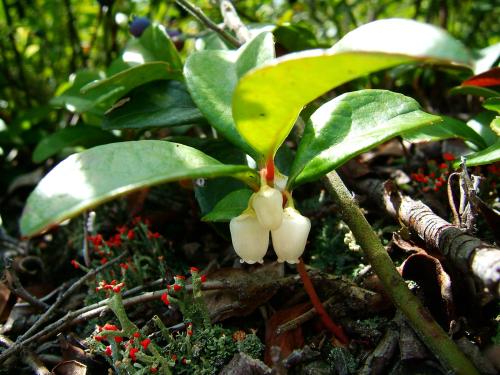 Thé des bois(Gaultheria procumbens)_2