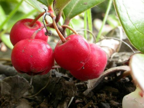 Thé des bois(Gaultheria procumbens)_3