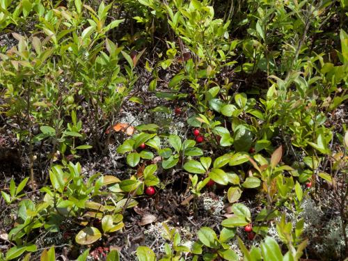 Thé des bois(Gaultheria procumbens)_6