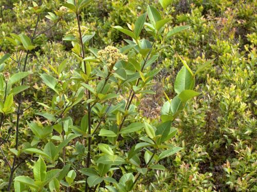 Viorne cassinoïde(Viburnum cassinoides)_1