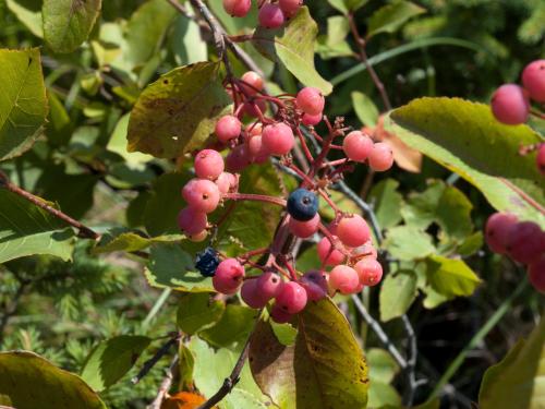 Viorne cassinoïde(Viburnum cassinoides)_4