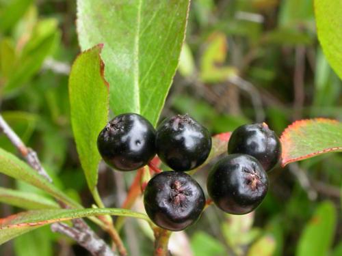 Aronie fruits noirs(Aronia melanocarpa)_3