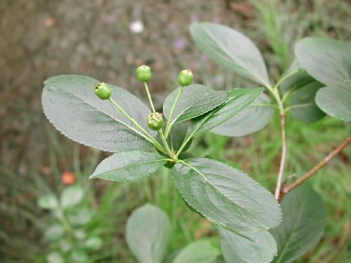 Aronie fruits noirs(Aronia melanocarpa)_6