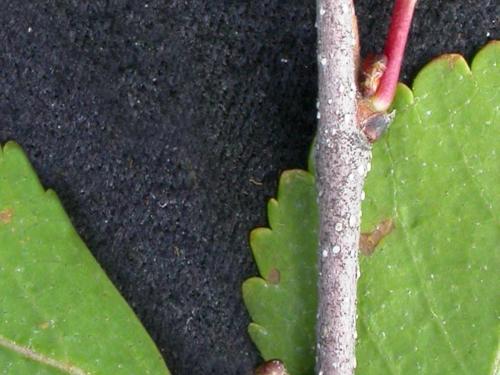 Bouleau nain boréal(Betula pumila)_3