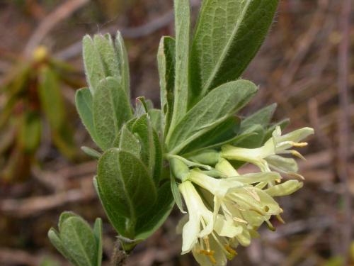 Chèvrefeuille velu(Lonicera villosa)_1